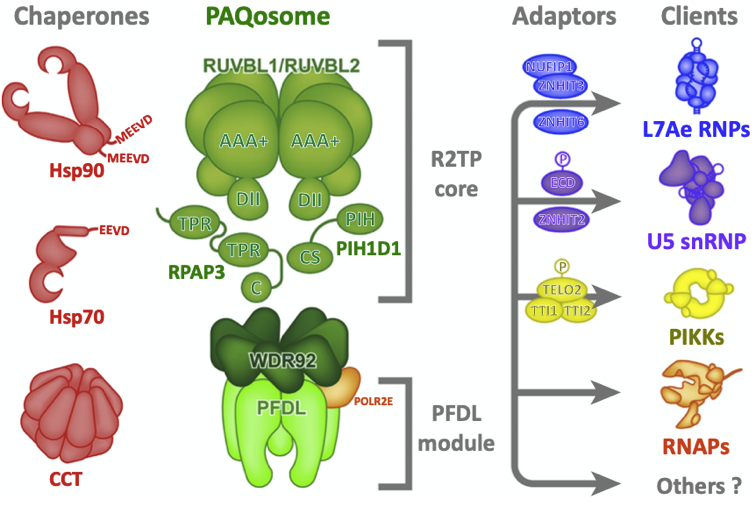 HSP90/R2TP PAQosome